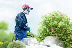 Обработка сада от паразитов - необходимые меры и их регулярность  в Королеве