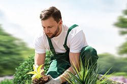 Озеленение и городское благоустройство, создание комфортной среды  в Королеве