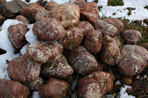 Kamenclub.ru: Розовый валунчик фр.100-300 мм.  купить в Королеве крупный природный камень розовый, серый молочный красный речной галечник природный 7850 руб/т   фото КАМЕНЬ КЛУБ