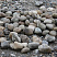 Kamenclub.ru: Речной валун (Ассорти) фр.100-300 мм.  купить в Королеве галечник серый, темно-серый, светло-серый речная галька крупных размеров 4200 руб/т   фото КАМЕНЬ КЛУБ