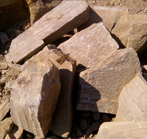 Kamenclub.ru: Песчаник пластушка желтый с рисунком (7-15 см)  купить в Королеве плитняк - пластушка - бут желтый песчаник 10200 руб/м3   фото КАМЕНЬ КЛУБ