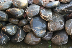 Kamenclub.ru: Валунчик Паутинник фр.100-300 мм  купить в Королеве крупный природный камень галечник темно-серый с прожилками белый черный речной валунчик 5000 руб/т   фото КАМЕНЬ КЛУБ