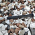 Kamenclub.ru: Мраморная крошка (щебень крошка микс : белый-черный-розовый) фр. 20-40 мм.  купить в Королеве мрамор белый, черный, розовый декоративная ландшафтная крошка 12000 руб/т   фото КАМЕНЬ КЛУБ