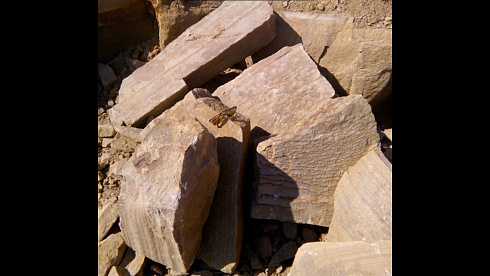 Kamenclub.ru: Песчаник пластушка желтый с рисунком (4-6 см)  купить в Королеве плитняк пластушка желтый с рисунком песчаник 9 000 руб/м3   фото КАМЕНЬ КЛУБ