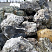 Kamenclub.ru: Черный гранит - кварцит фр. 500-1000 мм.  купить в Королеве гранит кварцит черный серый белый скальный колотый валун 9750 руб/т   фото КАМЕНЬ КЛУБ
