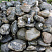 Kamenclub.ru: Валунчик Паутинник фр.100-300 мм  купить в Королеве крупный природный камень галечник темно-серый с прожилками белый черный речной валунчик 5000 руб/т   фото КАМЕНЬ КЛУБ