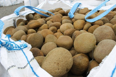 Kamenclub.ru: Песчаник ядра, фр. 100-300 мм  купить в Королеве песчаник бежевый серый рыжий речная галька 5 000 руб/т   фото КАМЕНЬ КЛУБ