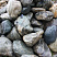 Kamenclub.ru: Речной валун Кабанчик фр.300-500 мм.  купить в Королеве крупный природный камень галька серый, темно-серый речной валун галечник масштабный 7000 руб/т   фото КАМЕНЬ КЛУБ