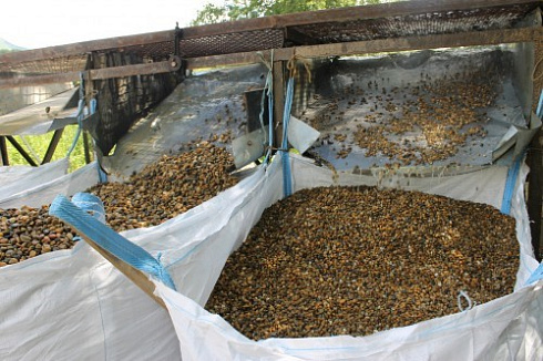 Kamenclub.ru: Галька окат (серо-желтая) фр.10-20 мм. купить  в Королеве галька серо-желтая, рыжая, серый речная окатанная округлая галька 5000 руб/т   фото КАМЕНЬ КЛУБ