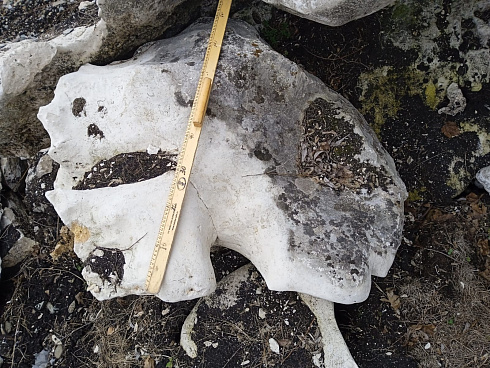 Kamenclub.ru: Выветренный известняк (степной) фр. 500-1500 мм.  купить в Королеве    10000 руб/т   фото КАМЕНЬ КЛУБ