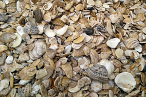 Морская ракушка фр. 5-20 мм  купить в Королеве фото Камень Клуб